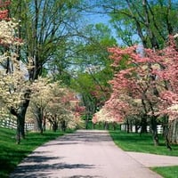 Flower tree