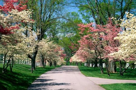 Flower tree - nature, tree, road, flower