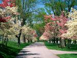 Flower tree