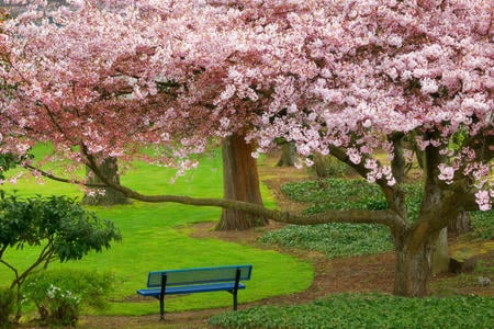 Pink tree - chair, tree, grass, flower