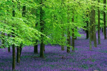 Purple grassland - nature, tree, forest, flower