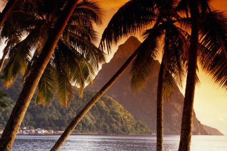 Beach palm - palm, beach, tree, sunset, mountain