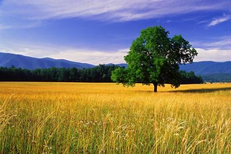 Yellow field - nature, tree, field, cloud