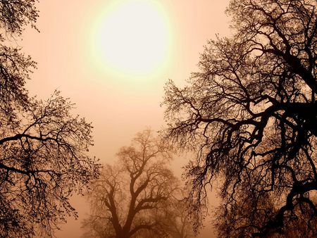 Nature shining - nature, sepia, sun, tree, sunset