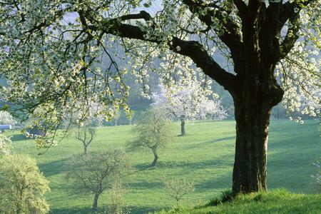 Soft green field - forest, field, tree, nature, grass