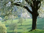 Soft green field