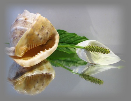 still life - beauty, photography, leaf, still life, white, snail, beautiful, shell, flowers, photo, harmony, flower