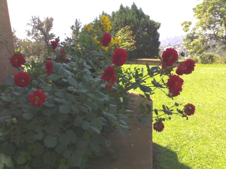 DALIA FLOWER - grass, trees, shadowes, silent feature