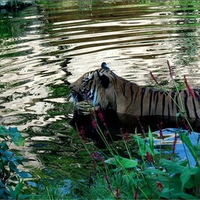 Tiger Bath