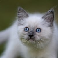 Beauti blue Eyes