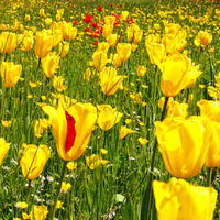 Tulips Field