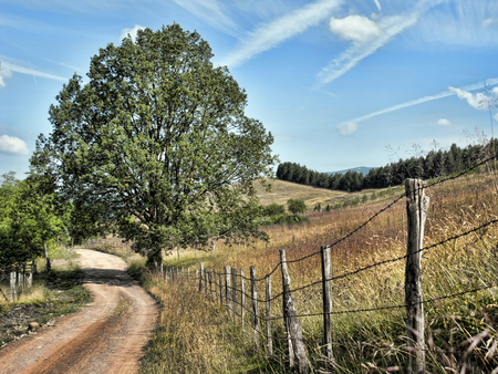 Down the Road - sky, fence, trees, hills, countryside, track, country, dirt road, barbed wire