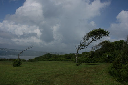 The way The Wind Blows - sky, wind, tree, sea, ocean