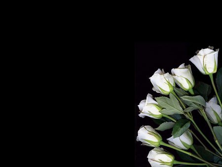 White roses - bouquet, white, flower, petal