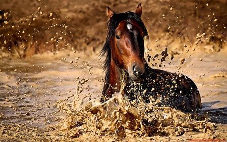 kg - horses, nature, landscape, animals