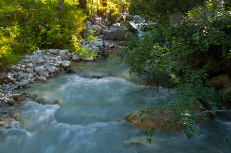 Torrent - torrent, forests, nature, rivers