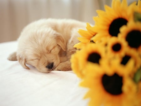 Precious - sleeping, sunflower, sunflowers, bed, white, yellow, petals, dog, lovely one, cute, love, puppy, pet, precious, sleep, flowers, memories, friendship, flower