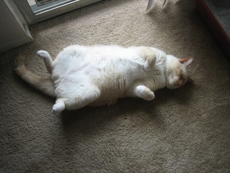 Whitey - white, belly, funny, asleep, cat