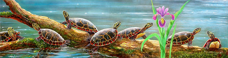 Suncatchers - turtles, flowers, sunny, pond, log