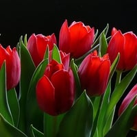 red tulips