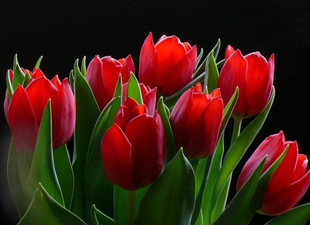 red tulips - tulips, green, flowers, red