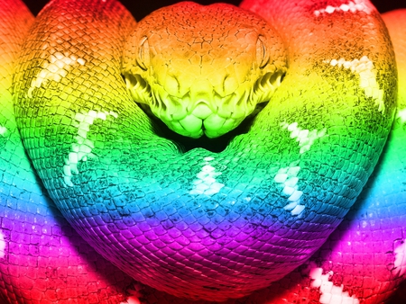 Rainbow Boa - wow, color, rainbow, snake