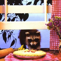 Pie Thief Raccoon