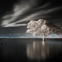 Alone tree