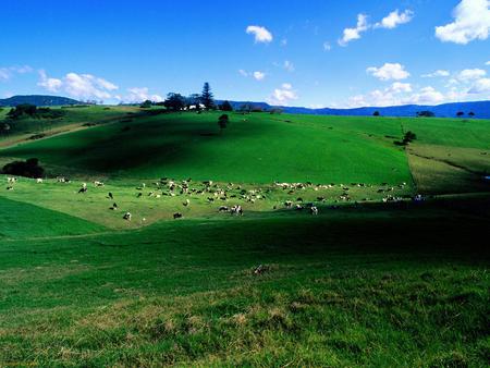 Dairy Cattle Country - house, lush, milk, hills, fertile, freesian, cows, countryside, cattle, green, farm, animals