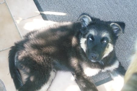 Sky - puppy, blue, eyes, schroeder