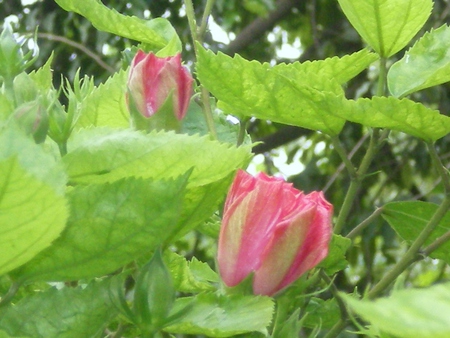 Flowers - nature, flowers, red