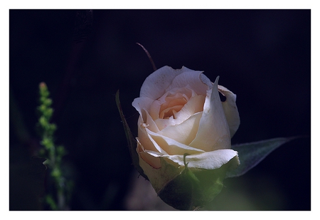 One nice Rose - apricot, rose, roses, flower