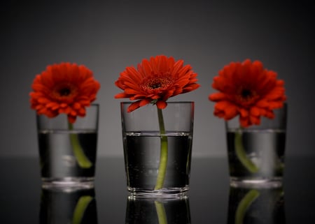 For You - flowers, water, glas, three