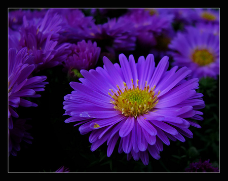 Great Color - purple, stamp, yellow, flower