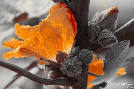 Tender - orange, flower, bud, natur