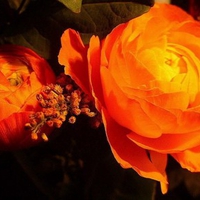 Orange Roses