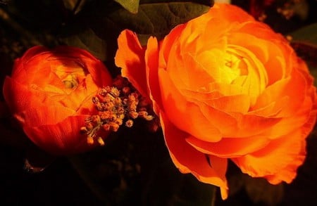 Orange Roses - orange, blossomed, rose, flower