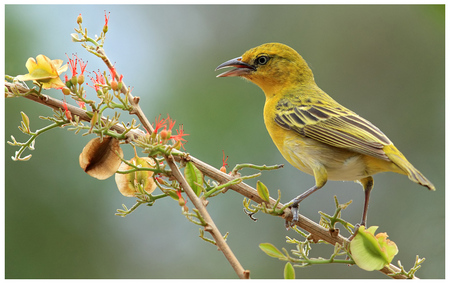 Little Bird - bird, branch, yellow, flowering