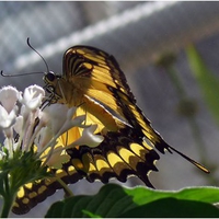 Yellow Butterfly