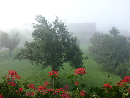 Morning Haze - nature, green, flowers, mist