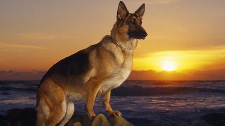 heaven dog - beutiful, fauna, cool, dog, lindo, german shepard, animal, natureza