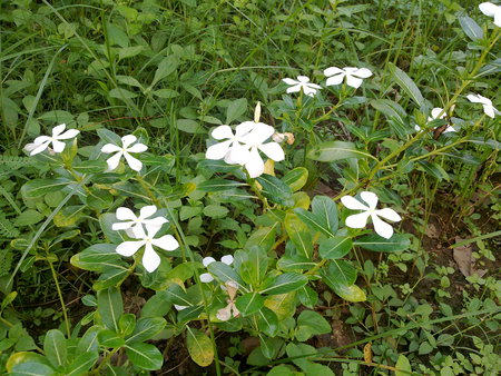 White - etc, white, nature, flowers