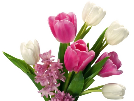 Tulips - beautiful, pink tulips, photography, colors, lovely, pink, still life, tulip, flowers, tulips, white, nature, hyacinth, white tulips