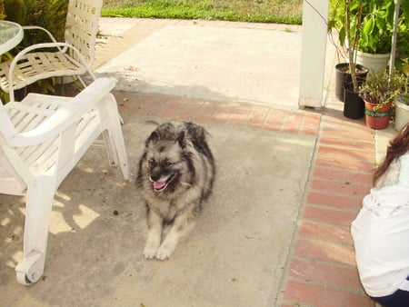 Keeshond Sitting in the Terrace - teracce, keeshond, cute, gray