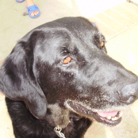 Labrador Retriever Gleaming in the Sun