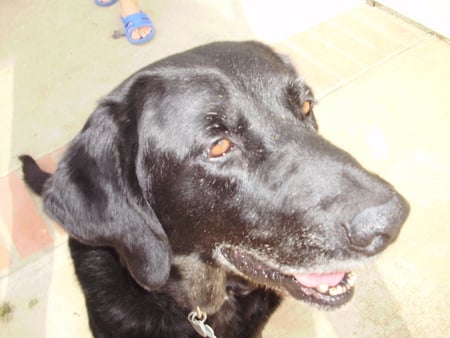 Labrador Retriever Gleaming in the Sun - black, retriever, gleaming, labrador