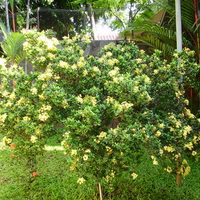 Flowering Tree