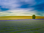 Fields of Lavender