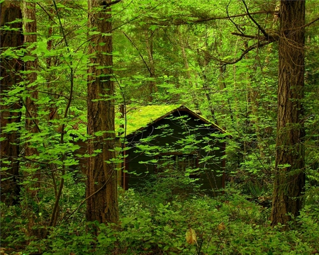 Forgotten - nature, cabin, green, moss, forest