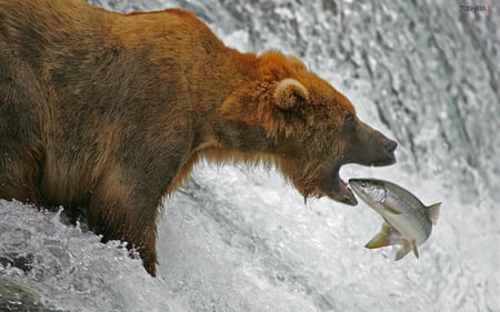 The Grizzly and the Salmon - bear, nature, waterfall, fishing, salmon